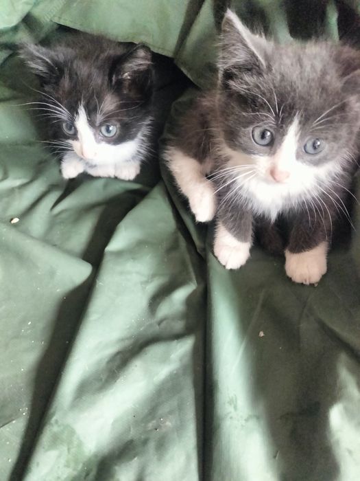 Котята от умной кошечки