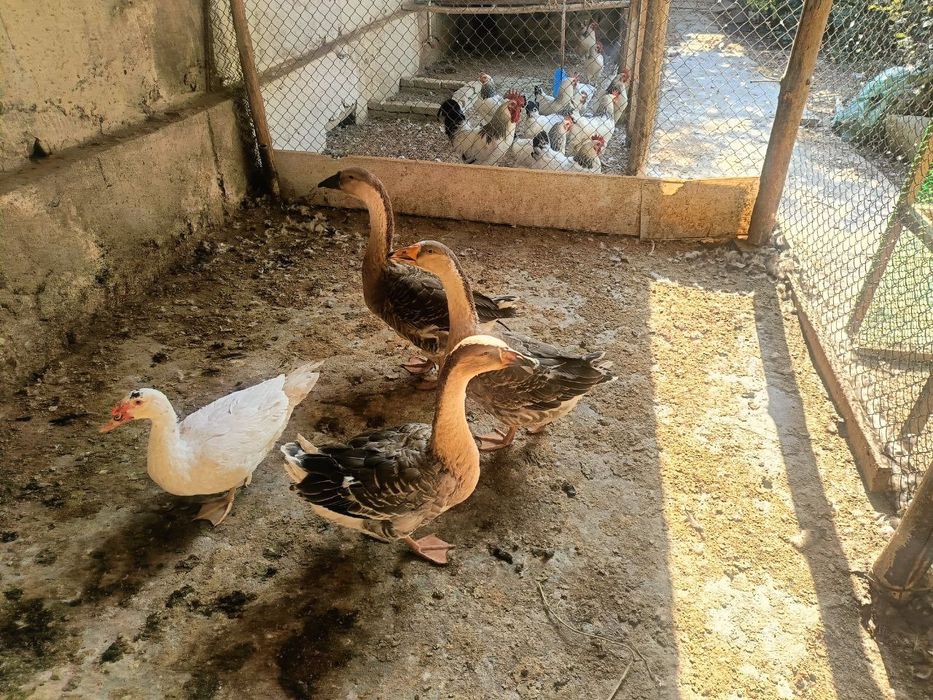 Ғозлар сотилади комплект