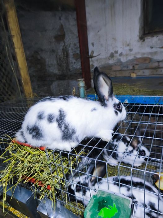 VândIepuri de casã