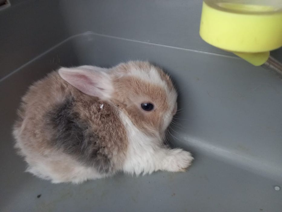 Продам декоративных крольчат.