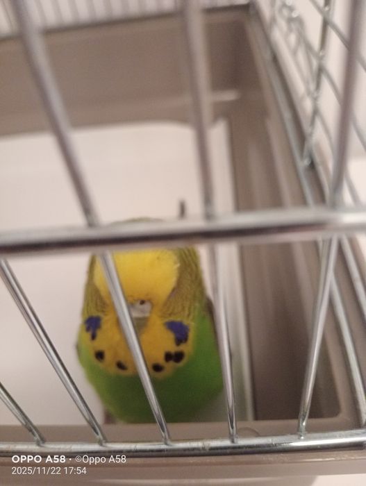 Donez un papagal perus