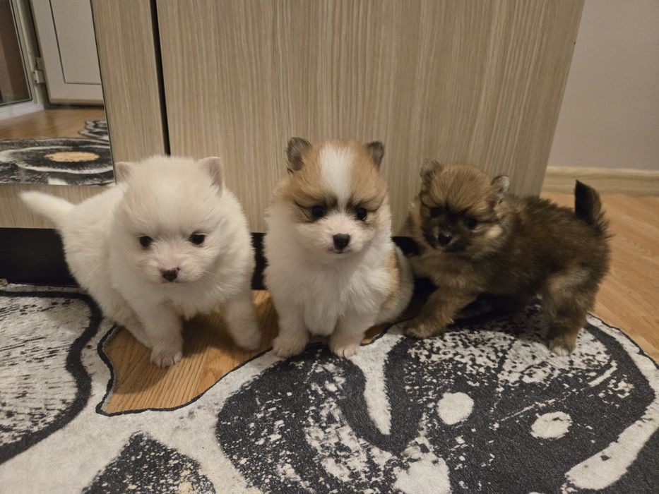 Померан мини Шпиц 3кг