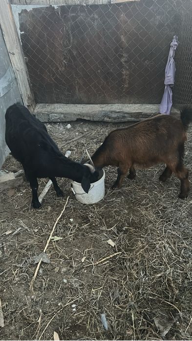 Альпииский ешкілер сатылады екеуи 100мын