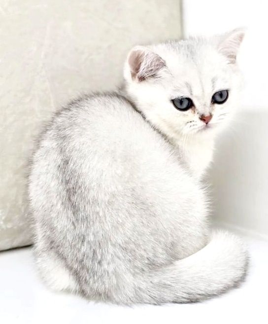 Котята Британские шиншиллы