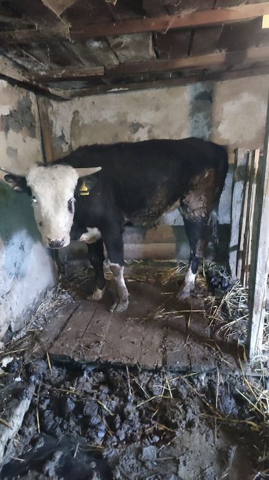 Быки возраст год и семь месяцев