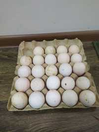 Индюшиные яйца  продам Курка тухумлари сотилади kurka tuxum