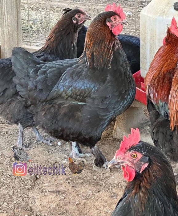 Маран черный инкубационное яйцо