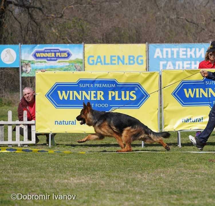 Елитни Немски овчарки