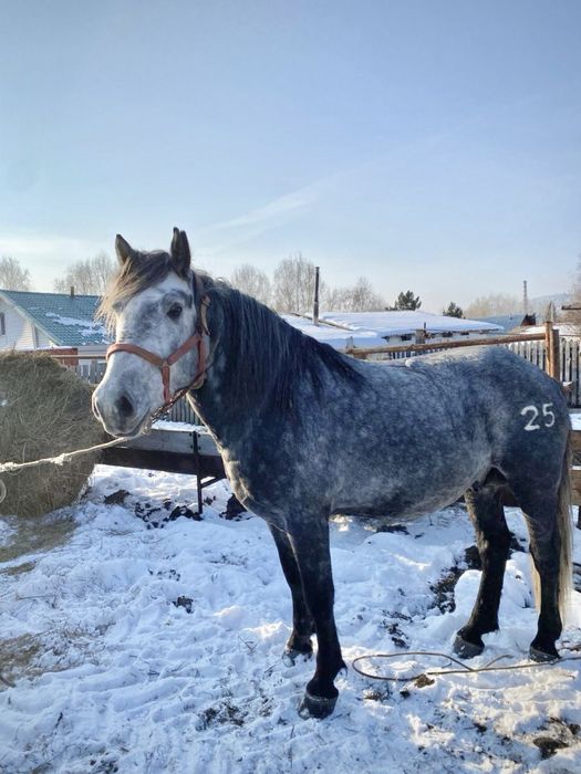 Продается жеребец 5 лет