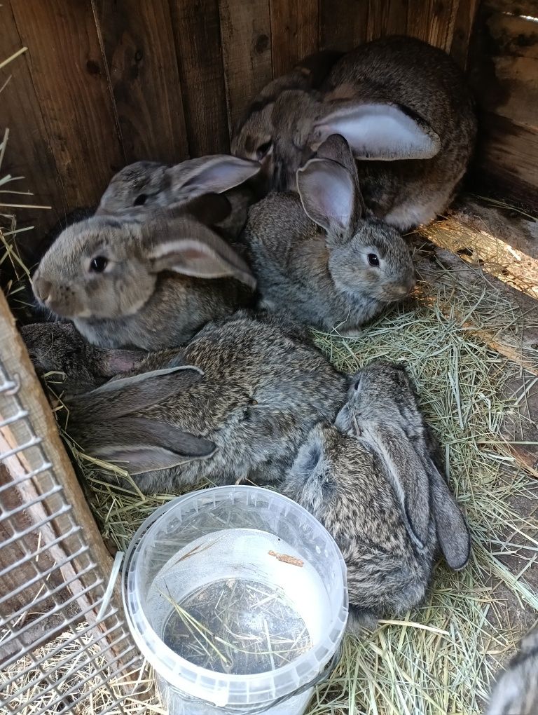 Кролики крупной породы