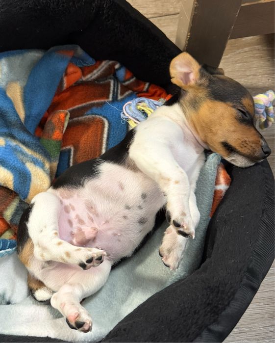 Малък Джак Ръсел териер