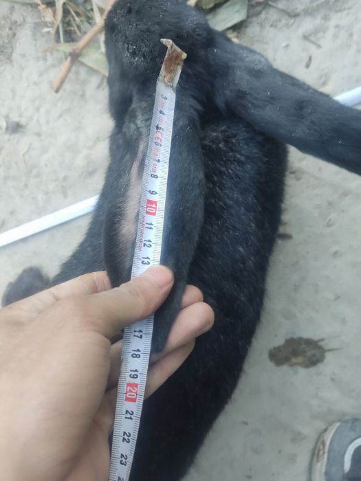 Flandr gigant quyon sotiladi