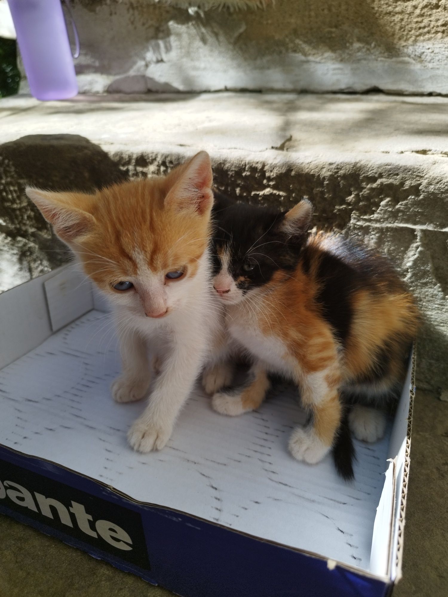 Подарявам малки котенца