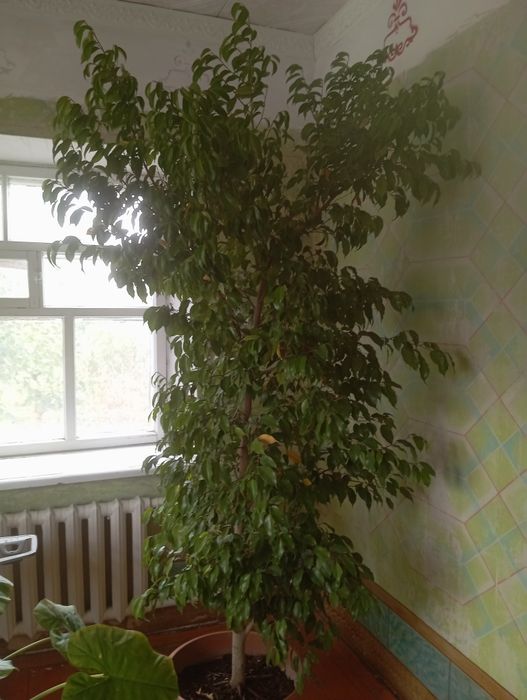 Цветы домашние по выгодным ценам