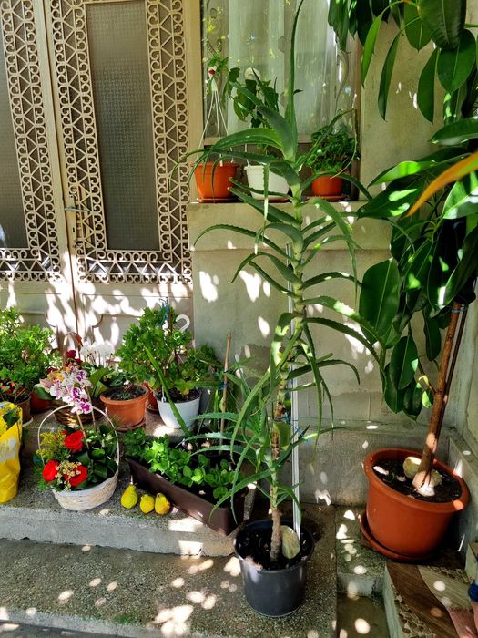 Vand Aloe Vera, vechime peste 15 ani