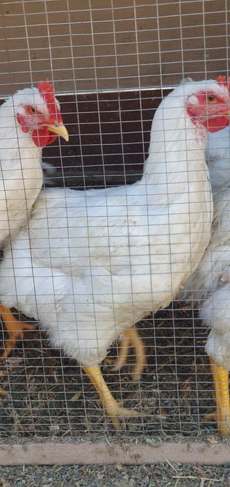 Петухи Хурозлар хонаки ва броллер