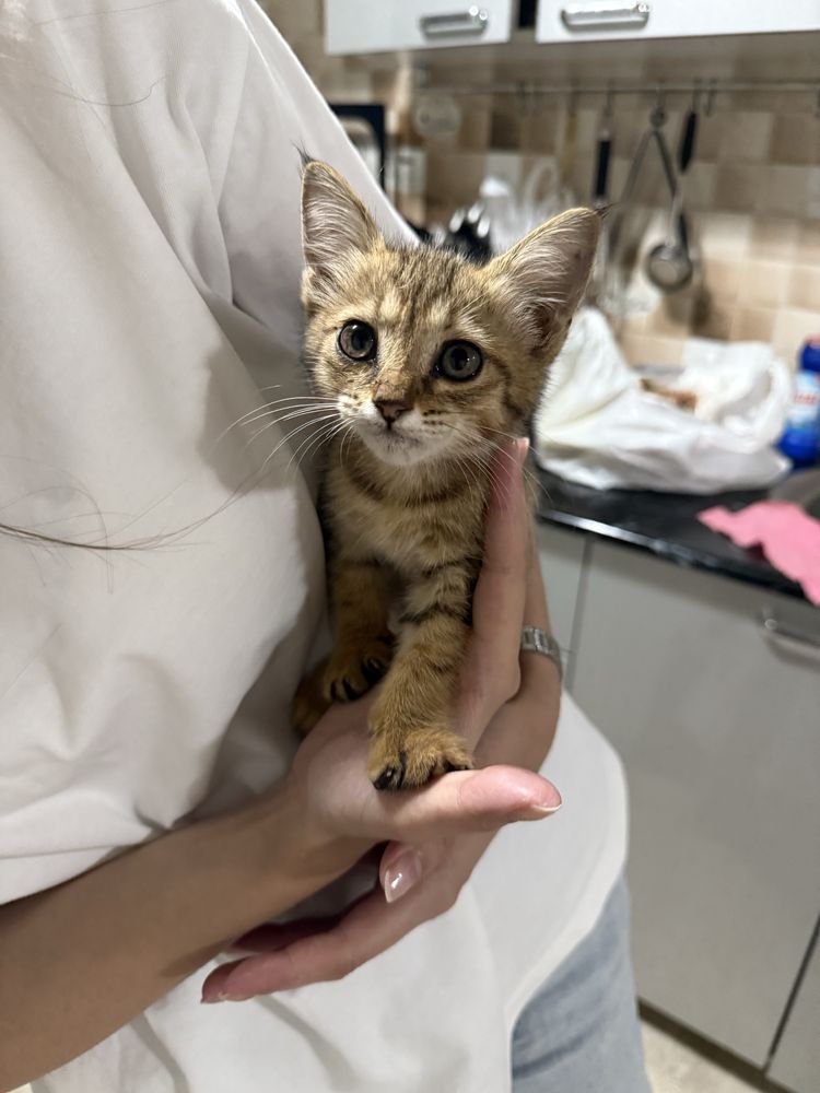 Кошка, отдам даром