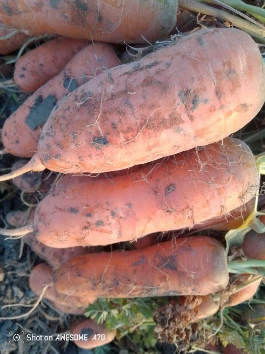 Istalgan turdagi sabzilar bor