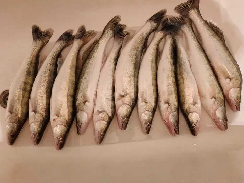 судак свежий сегодняшний