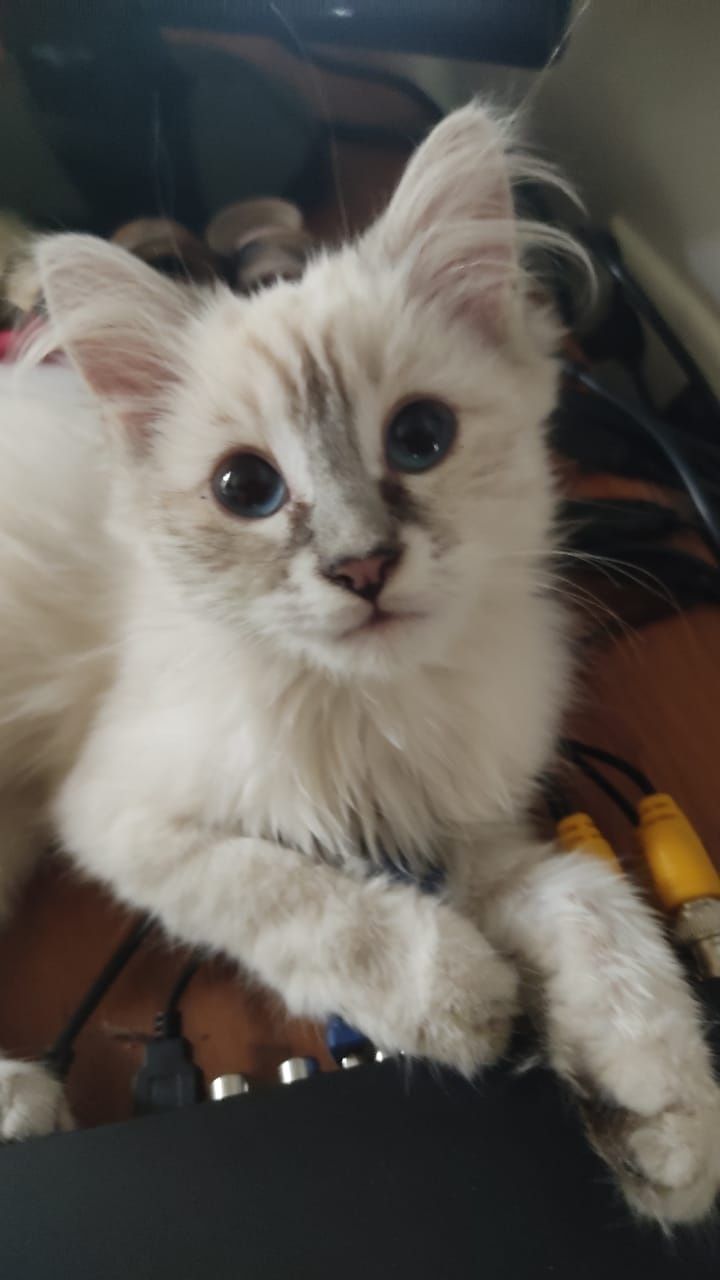 Отдам бесплатно умных и красивых домашних котяток