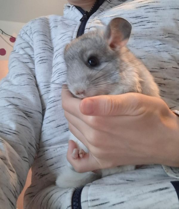 Chinchila Șinsila pui