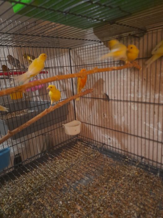 Канарейкалар сотилади