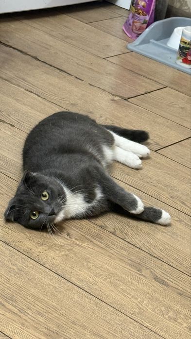 Вязка Шотландская