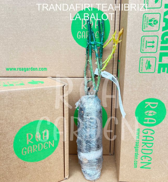Trandafiri la balot – Floribunda, Teahibrizi, Urcători pentru grădină
