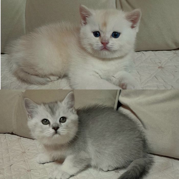 Продаются два шикарных мальчика шиншилла,скотишстрайт.