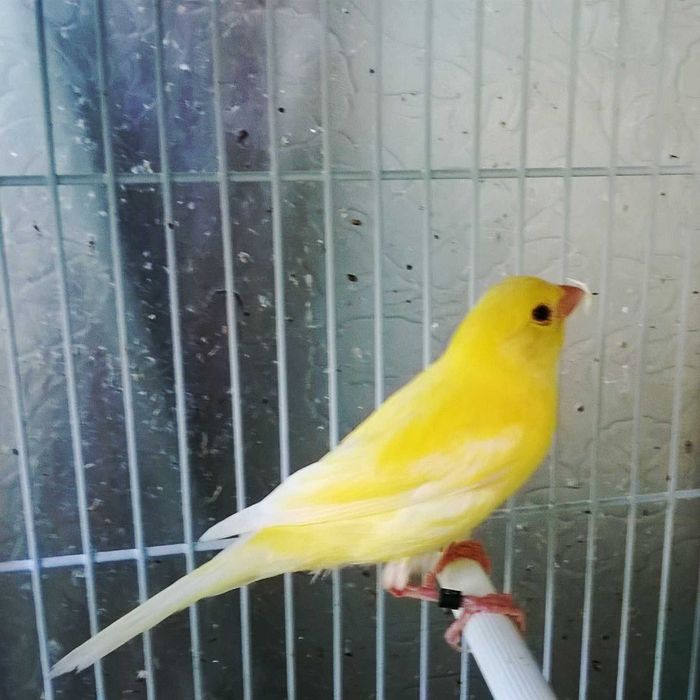 Canari Malinois Femela