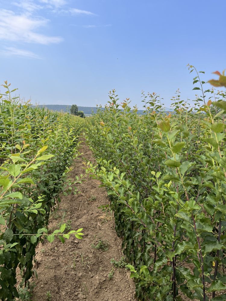 Pomi Fructiferi prun ,păr ,măr,cais ,piersic ,nectarin ,cires ,vișin