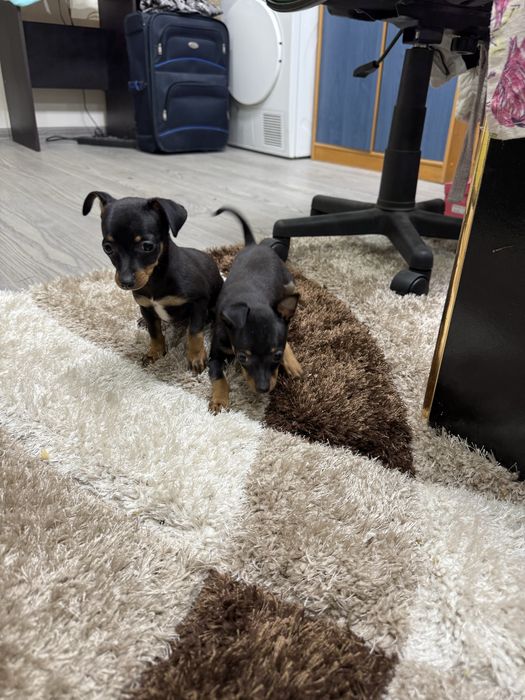 Мини пинчери на 2 месеца