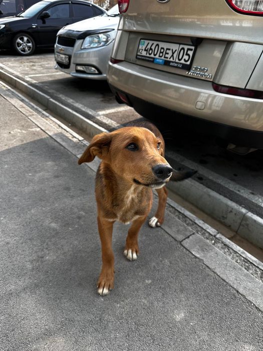 Щенок 5-6 месяцев