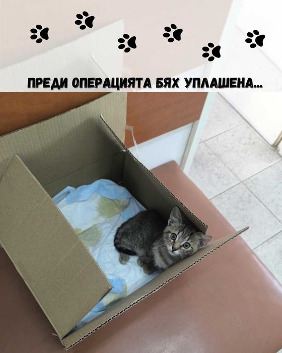 Най-сладкото коте – малко, обичливо и чака ТЕБ