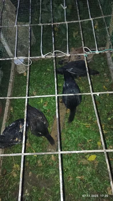 Дакан жужала 2 ойдан 3 ойгачен