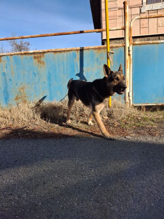 Продам овчарку немецкую