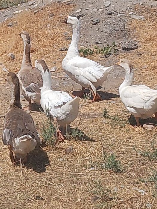 Продаются гуси, гусята порода холмогор, Линда и губернаторы