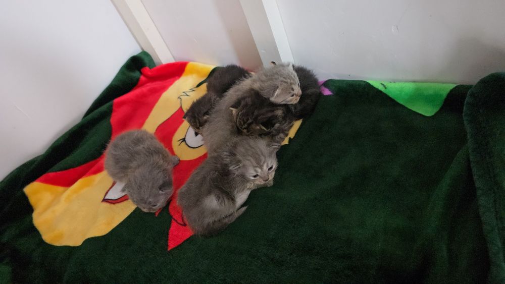 Она бола бешта боласи