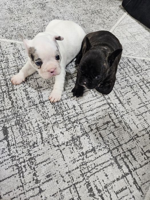 Френски булдог ,