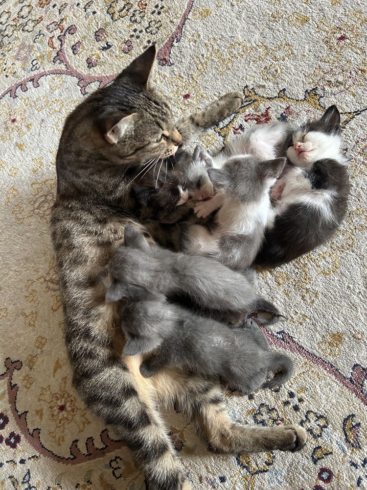 Бесплатно котята