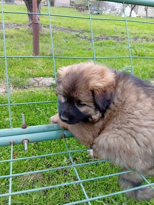 Подарявам маки кученца - Варна