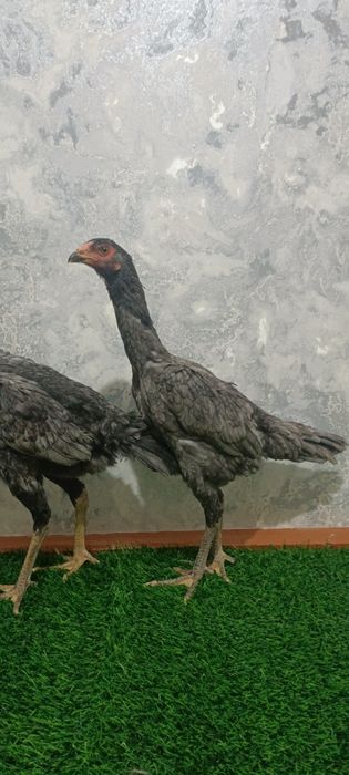 Kul makyonla sotiladi