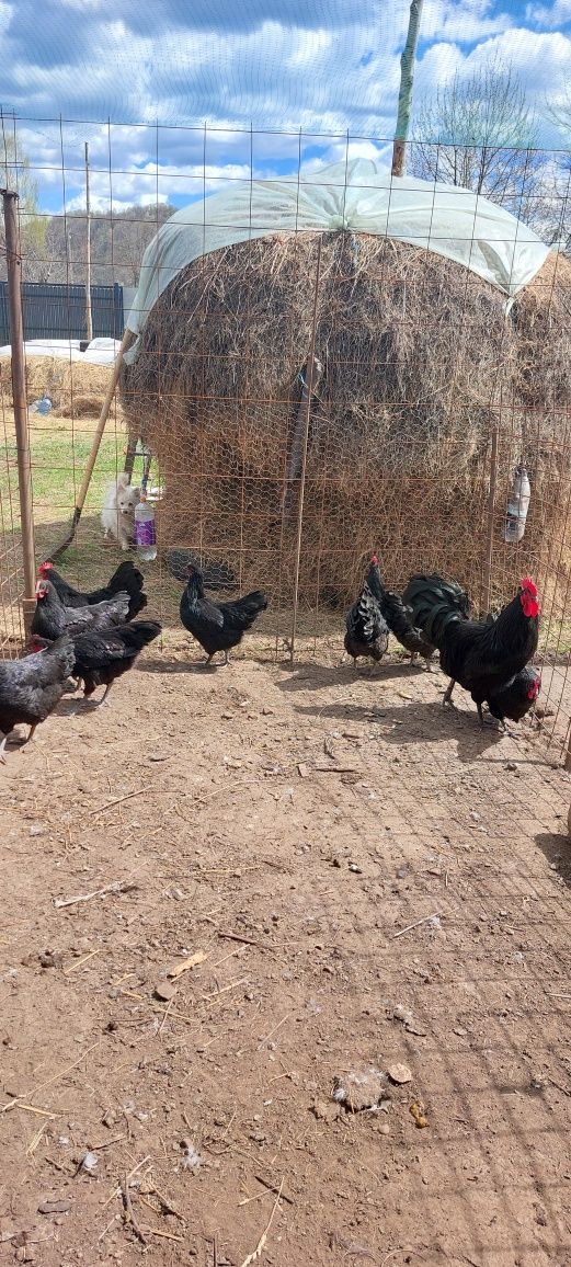 Ouă Australorp pentru incubat