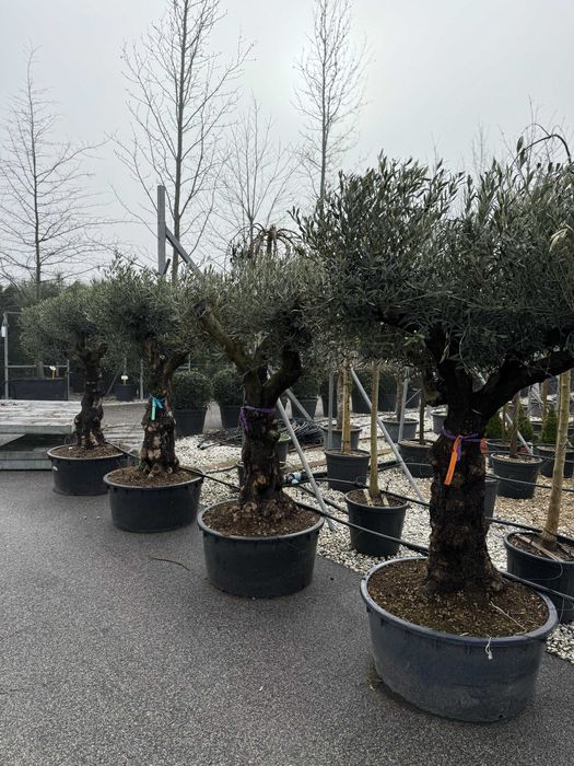 Plante ornamentale rafinate ce dau viață grădinii