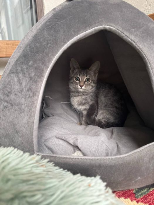 Эти милые котята ищут заботливых хозяев