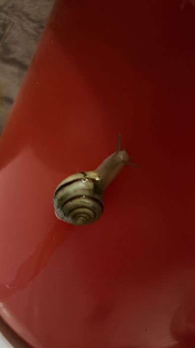 Продаются маленькие улитки.