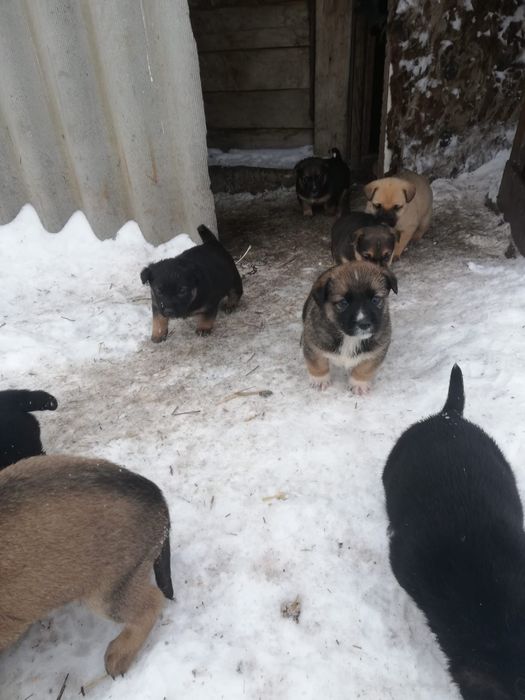 Отдам щенят в добрые руки!