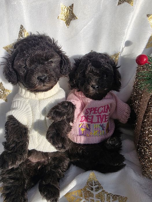 Пудел той /сребърни момичета / с родословие