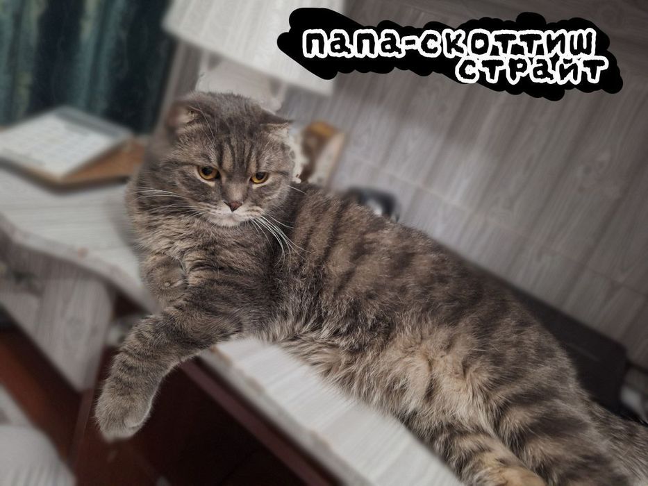 Красивая девочка отдаём в хорошие руки