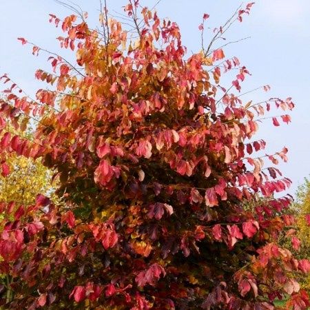 Arborele de Fier Persan